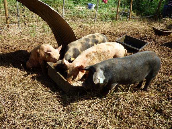 13_Cochons Créoles en plein air_MJM.JPG