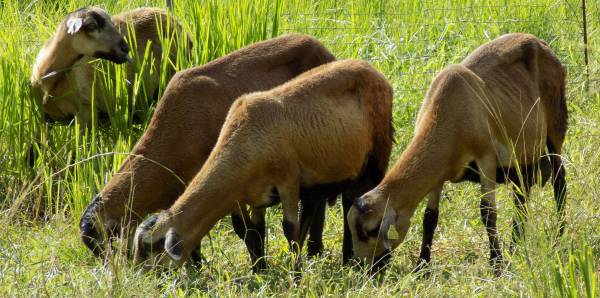 9_Moutons Martinik Duclos Petit-Bourg_MJM.JPG