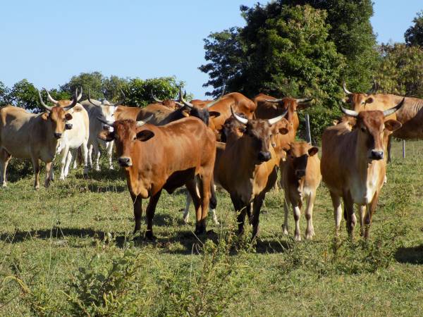 11_Vaches Créole et veaux.JPG