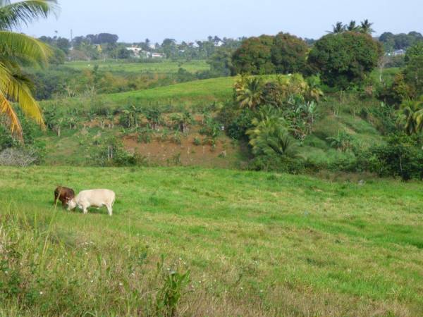 5_Systèmes polyculture élevage_MJM.jpg