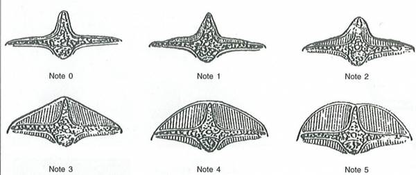 22_Notes lombaires.jpg